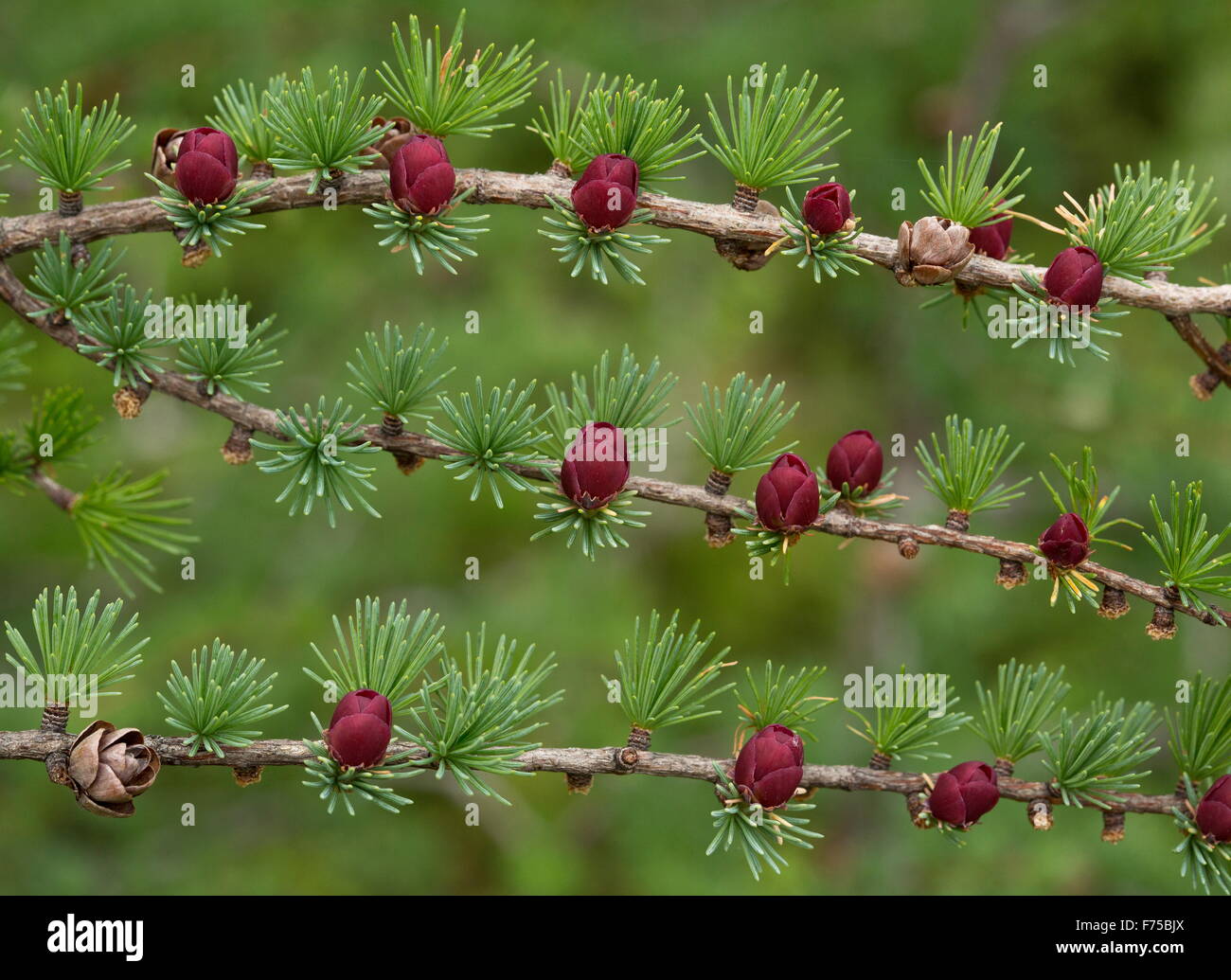 Tamarack, o orientale, larice Larix laricina con i coni femminili e fiori. Il Terranova. Foto Stock