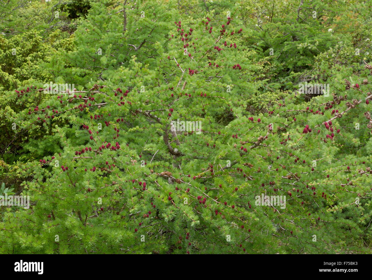 Tamarack, o orientale, larice Larix laricina con i coni femminili e fiori. Il Terranova. Foto Stock