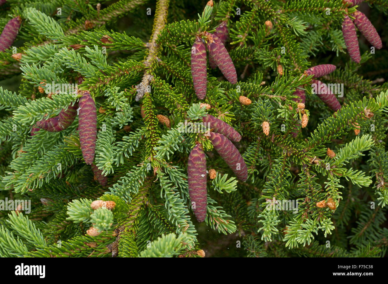 I coni femminili di abete bianco, Picea glauca Foto Stock