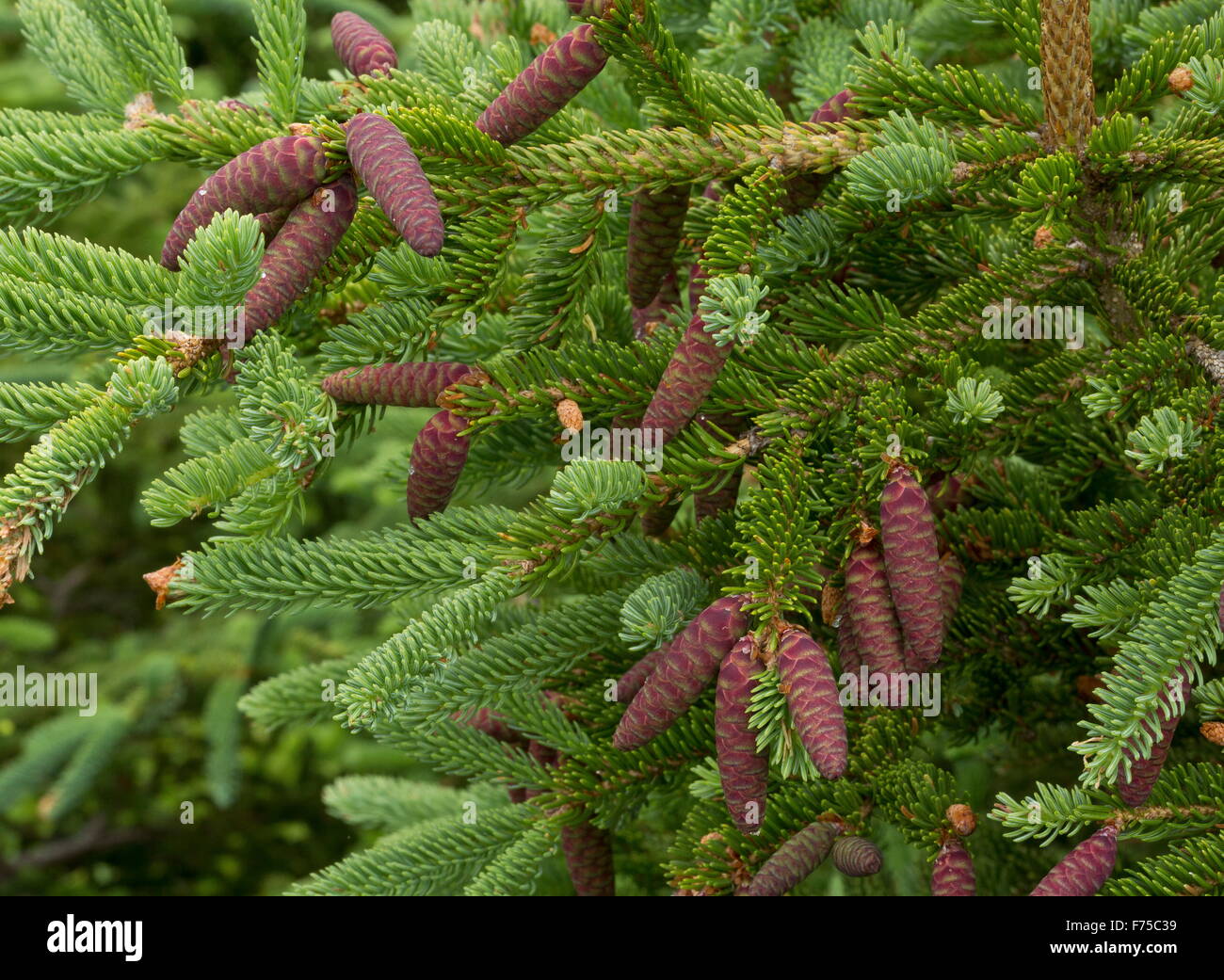 I coni femminili di abete bianco, Picea glauca Foto Stock