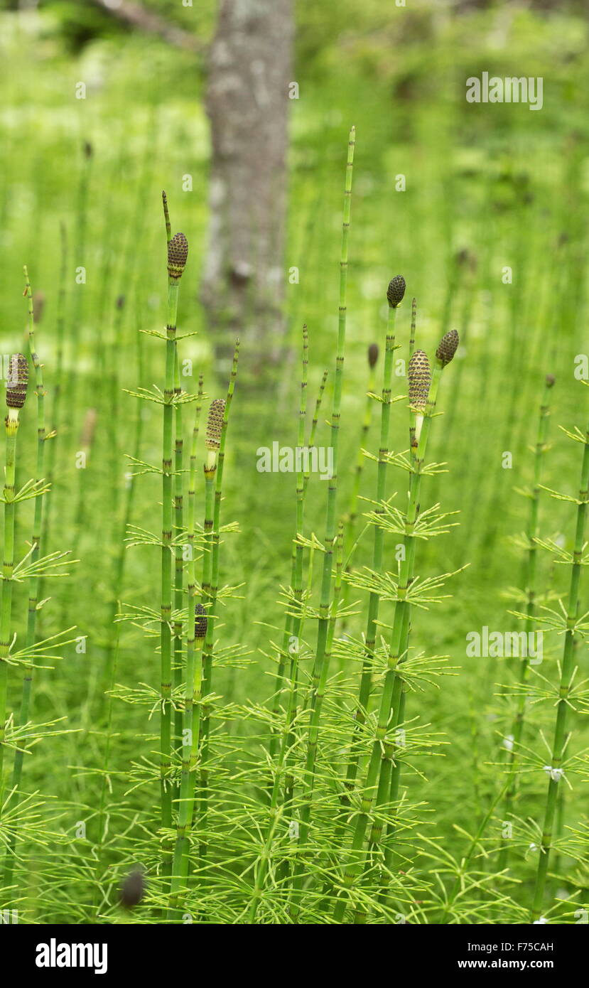 Acqua Equiseto, Equiseto fluviatile - fronde fertili con spore. Foto Stock