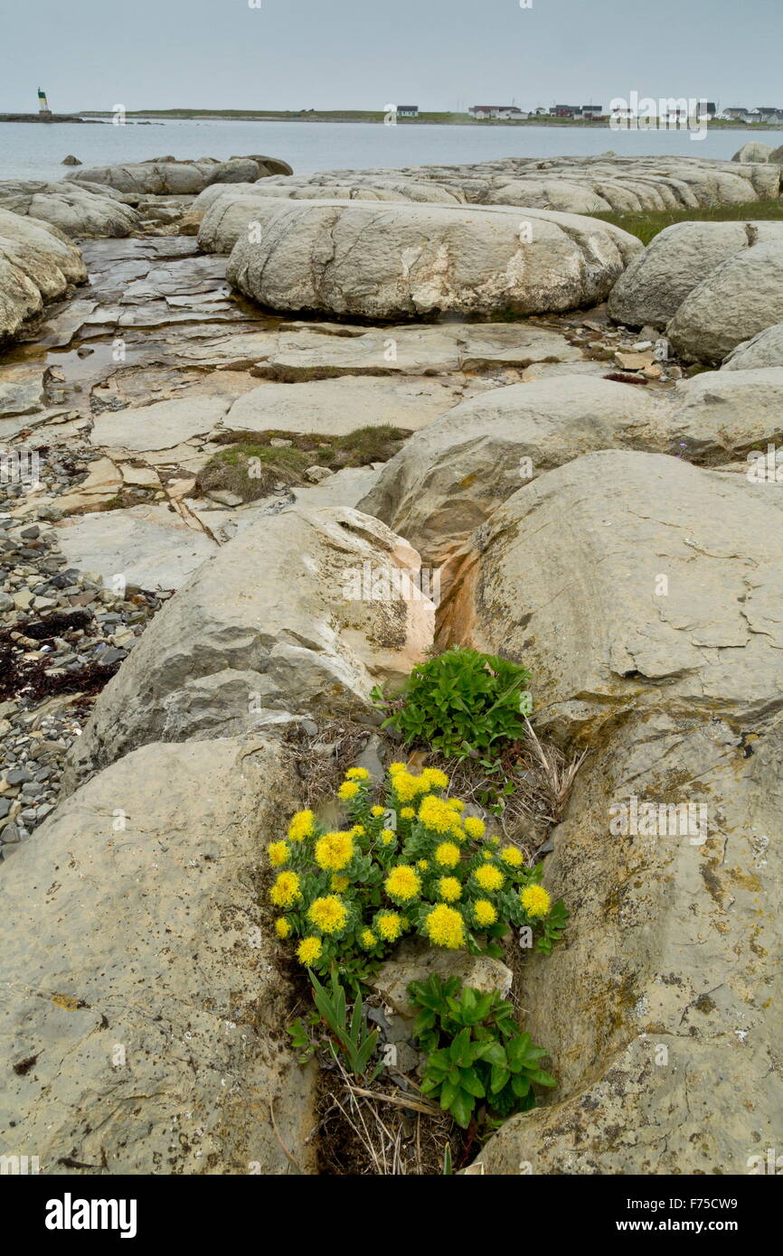 Rose-root su Thrombolite al Flower's Cove, a nord-ovest di Terranova. Fossilizzato Cambrian tumuli formata da cianobatteri. Foto Stock