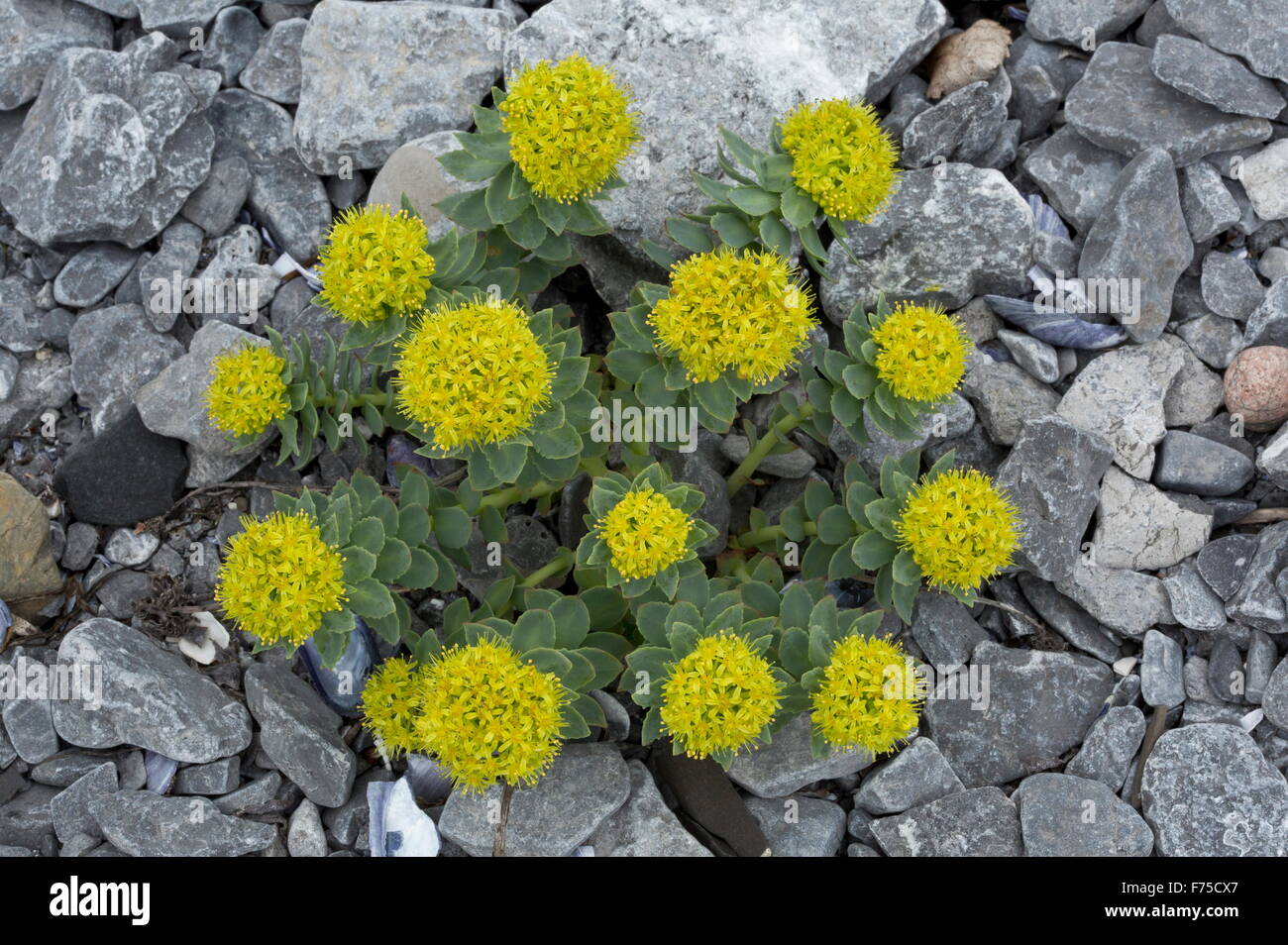 Roseroot in fiore, sul calcare costiere. Terranova Foto Stock