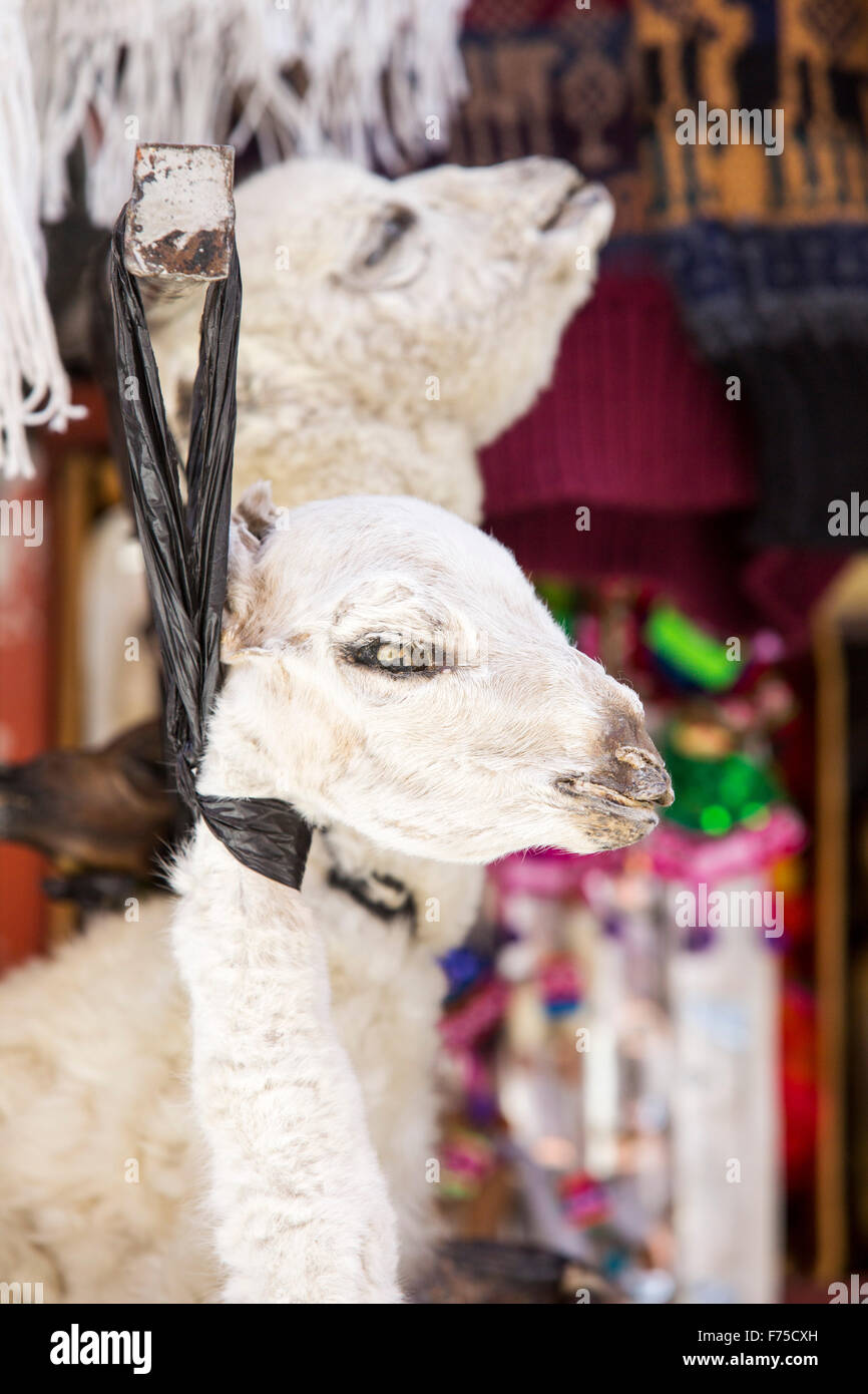 Lama Feotus per la vendita nel mercato delle streghe a La Paz, Bolivia, Sud America. Foto Stock