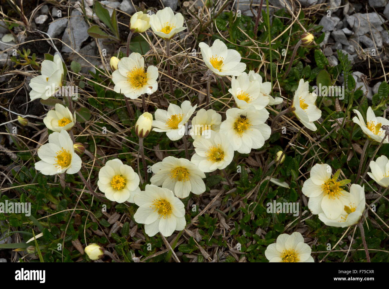 Tutto lasciava in montagna, avens montagna bianca avens in fiore sul calcare barrens Foto Stock