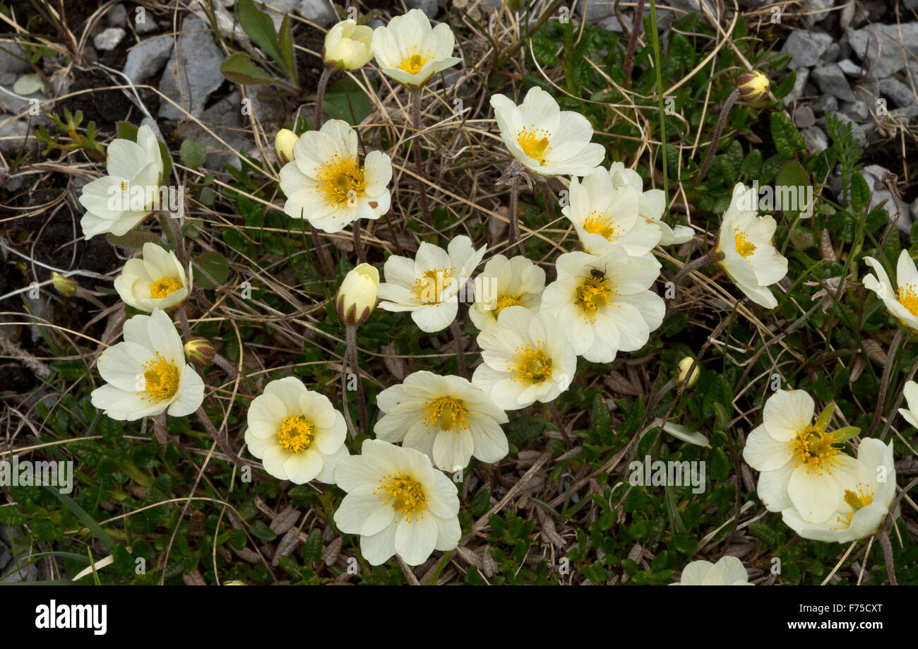 Tutto lasciava in montagna, avens montagna bianca avens in fiore sul calcare barrens Foto Stock