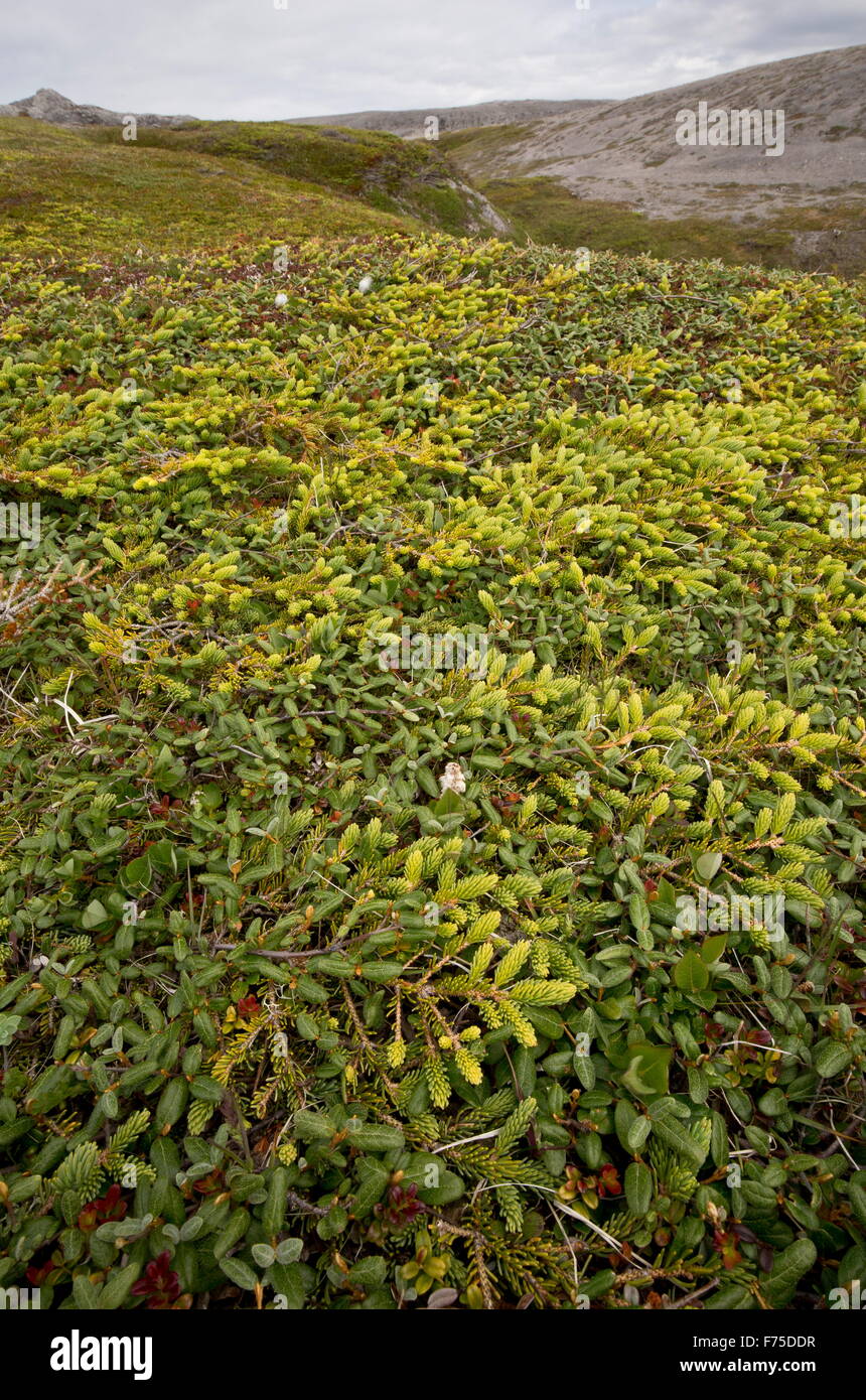 Nana vegetazione legnosa, principalmente Abete bianco, noto come Tuckamore o Krumholz, sul calcare di bruciato Cape, nord-ovest Newfou Foto Stock