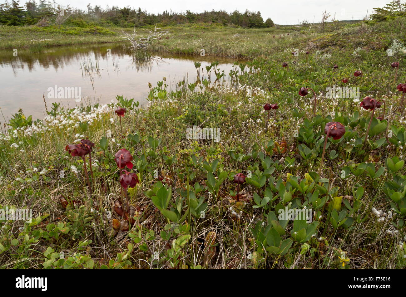 Brocca viola piante e altri fen e bog specie attorno ad un calcare piscina barrens, nr. Insenatura di sabbia, Terranova. Foto Stock