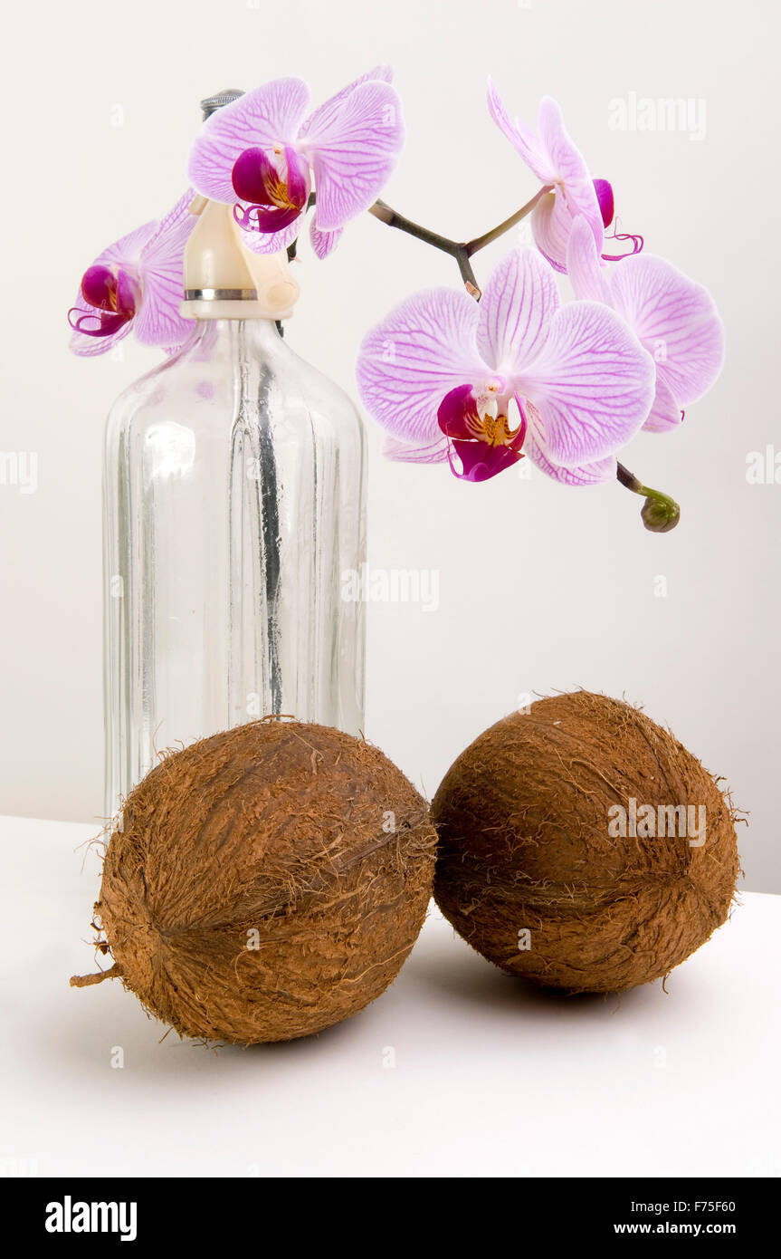 Orchidee coco e dado Foto Stock