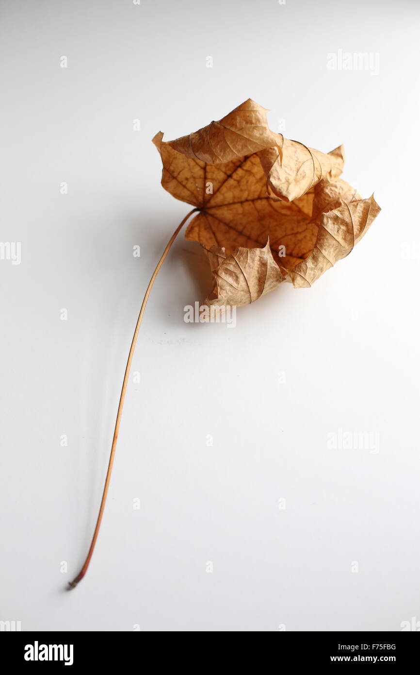 Un secco, foglia morta contro uno sfondo bianco Foto stock - Alamy