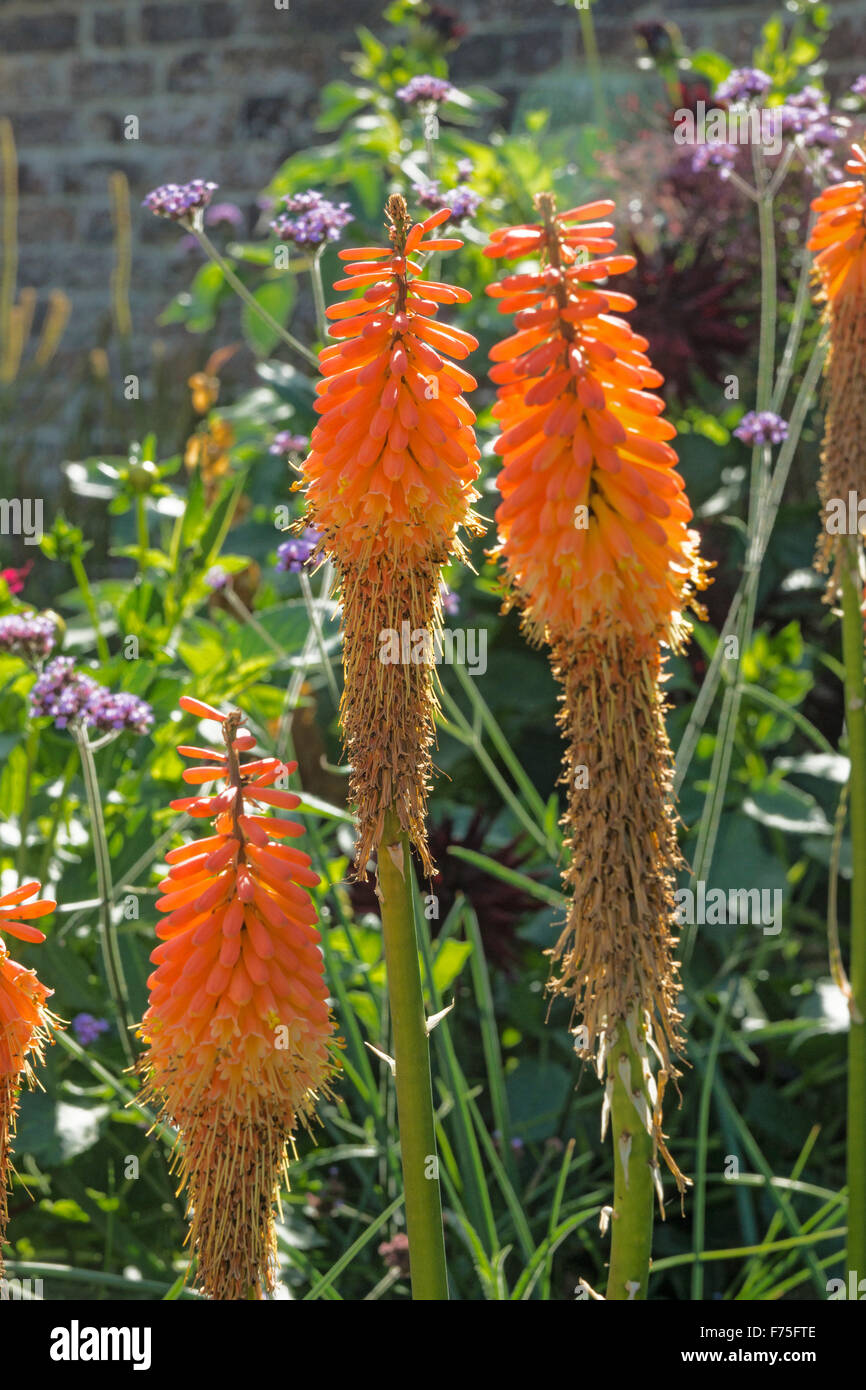 Red Hot poker 'Nobilis " Fiori dal FamilyAsphodelaceae Kniphofia evergreen o piante erbacee perenni Foto Stock
