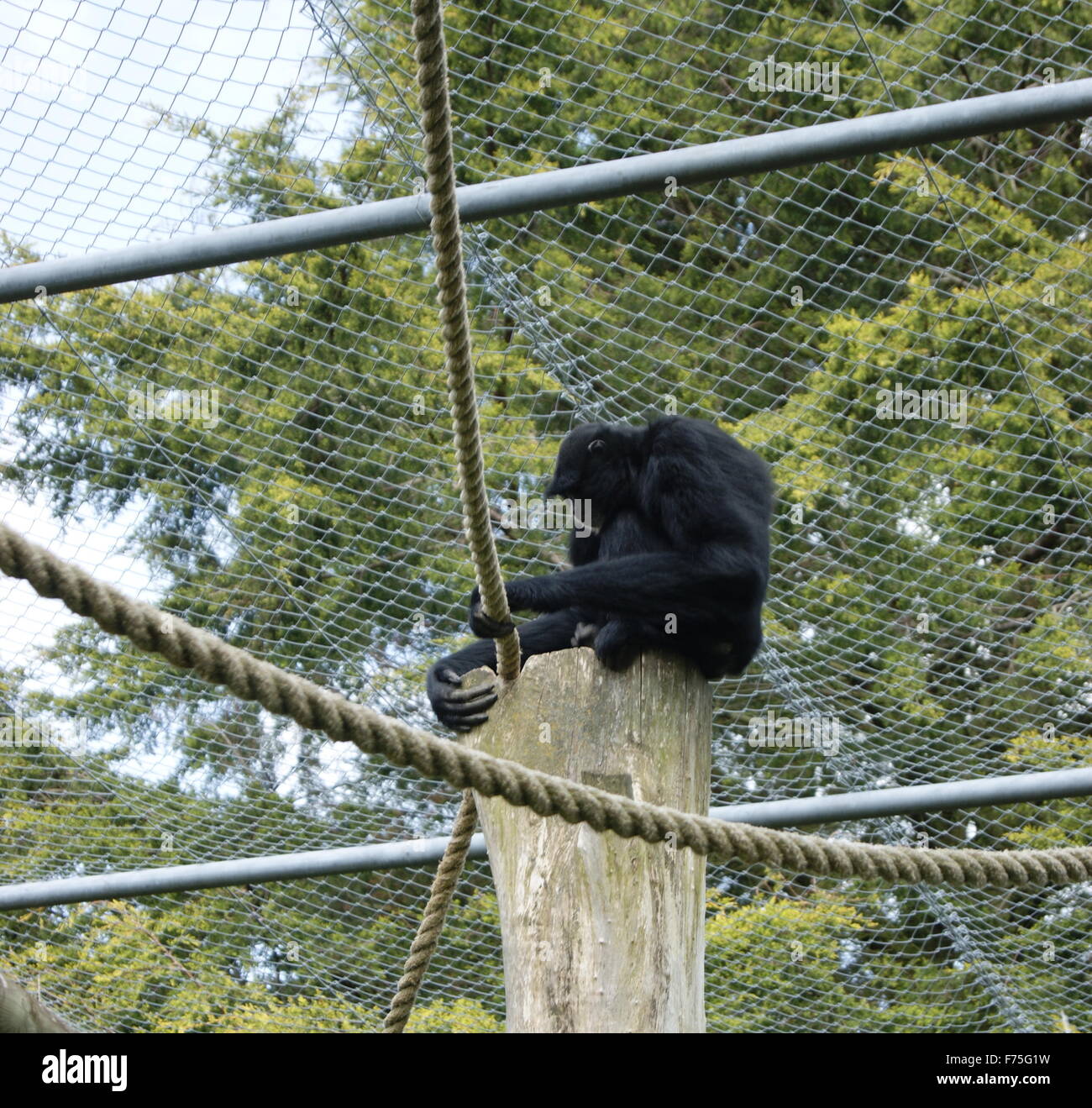 Monkey sat alla sommità del ceppo di albero Foto Stock