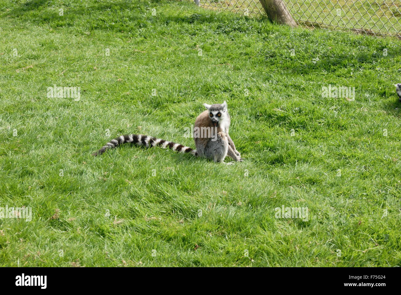 Lemur monkey seduto Foto Stock