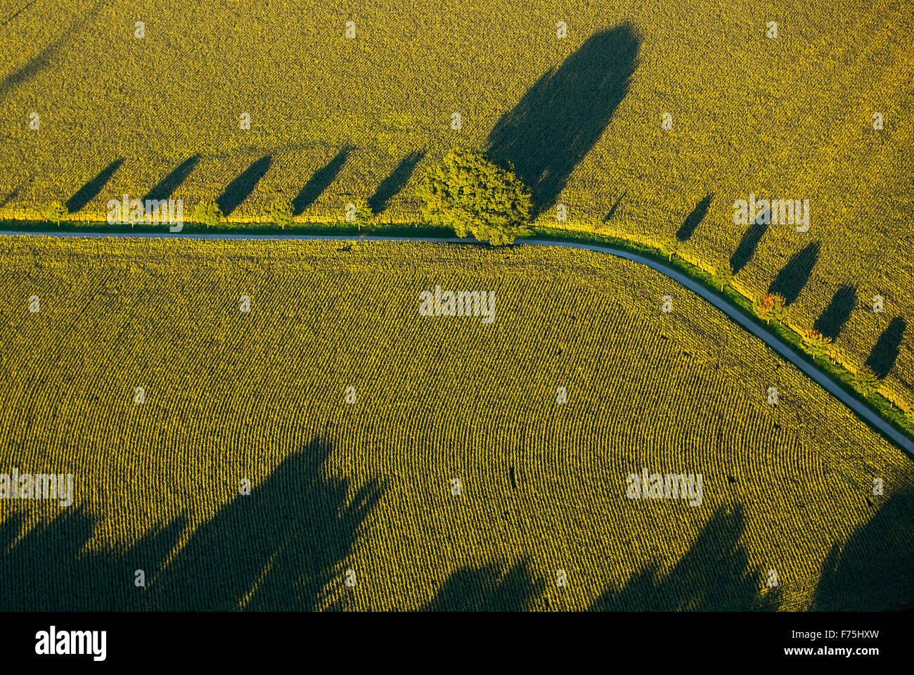 La Canola campi con colture invernali, strada sterrata con alberi decidui e lunghe ombre, grafica, struttura, Duisburg, la zona della Ruhr, Foto Stock