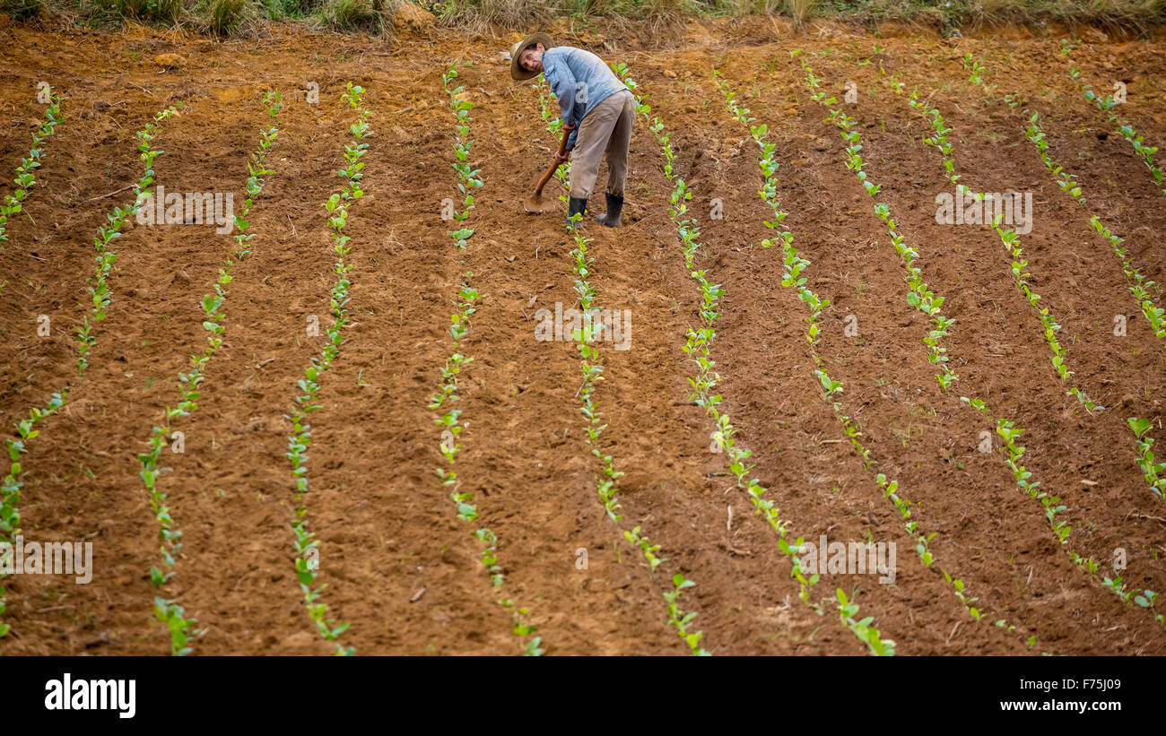 Tabacco (Nicotiana), il contadino ha lavorato il suo campo di tabacco in Vinales Valley, Cuba, Pinar del Río, Cuba Foto Stock