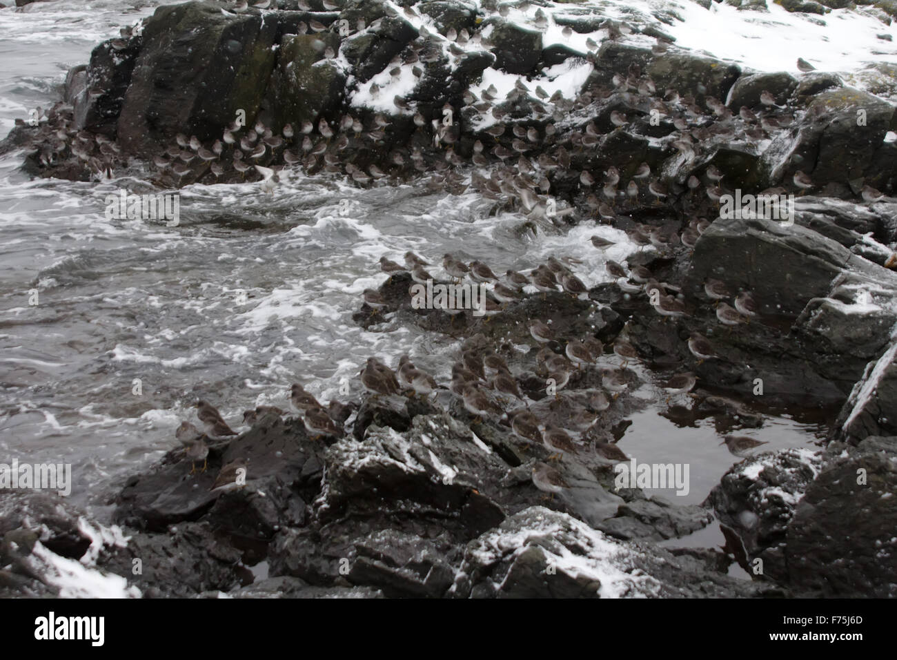 Calidris ptilocnemis qutra. Volo. ( Commander isole ) Foto Stock