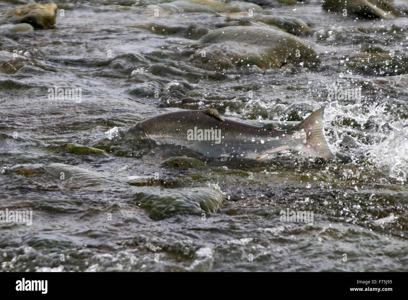 Il Salmone Argento andando su zone di deposizione delle uova nella parte inferiore del fiume Foto Stock