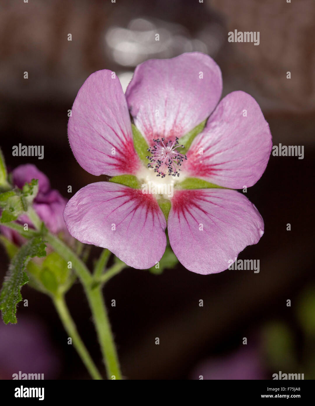 Delicato e bel fiore rosa con spruzzi di rosso di Cape malva, ibrido Anisodontea "leggermente fragola', sfondo scuro Foto Stock