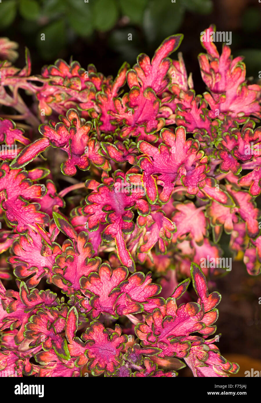 Coleus Solenostemon scutellarioides 'Coral Ruffles' raccolta "Bordeaux", spettacolare impianto, vivaci foglie rosso refilato con verde Foto Stock