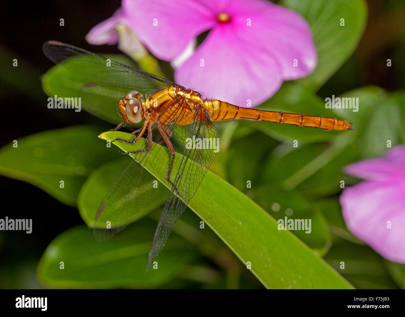 Australian Fiery dragonfly skimmer, Orthetrum villosovittatum, Corpo arancio, grandi occhi, lacy ali sulla foglia verde della pianta con fiore rosa Foto Stock