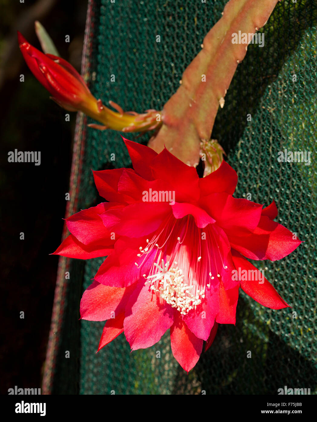 Spettacolare vivaci grande fiore rosso & bud di Epiphyllum cactus, ombra-amoroso epiphytic pianta di cactus Foto Stock