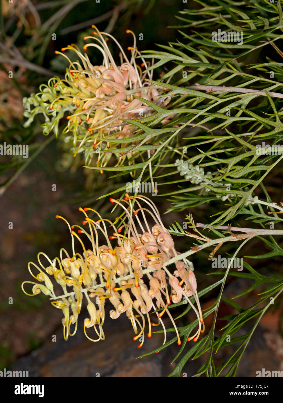 Due rosa & cremosa di fiori gialli, gemme & verde fogliame di Grevillea pesche e crema, nativi Australiani stabilimento su sfondo scuro Foto Stock