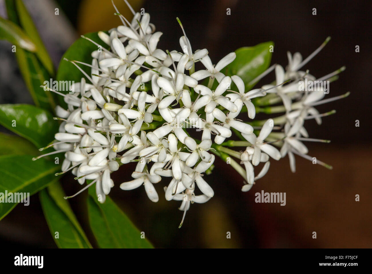 Grappolo di fiori di colore bianco e verde smeraldo di foglie di Pavetta australiensis, butterfly bush, nativi Australiani albero della foresta pluviale, su sfondo scuro Foto Stock