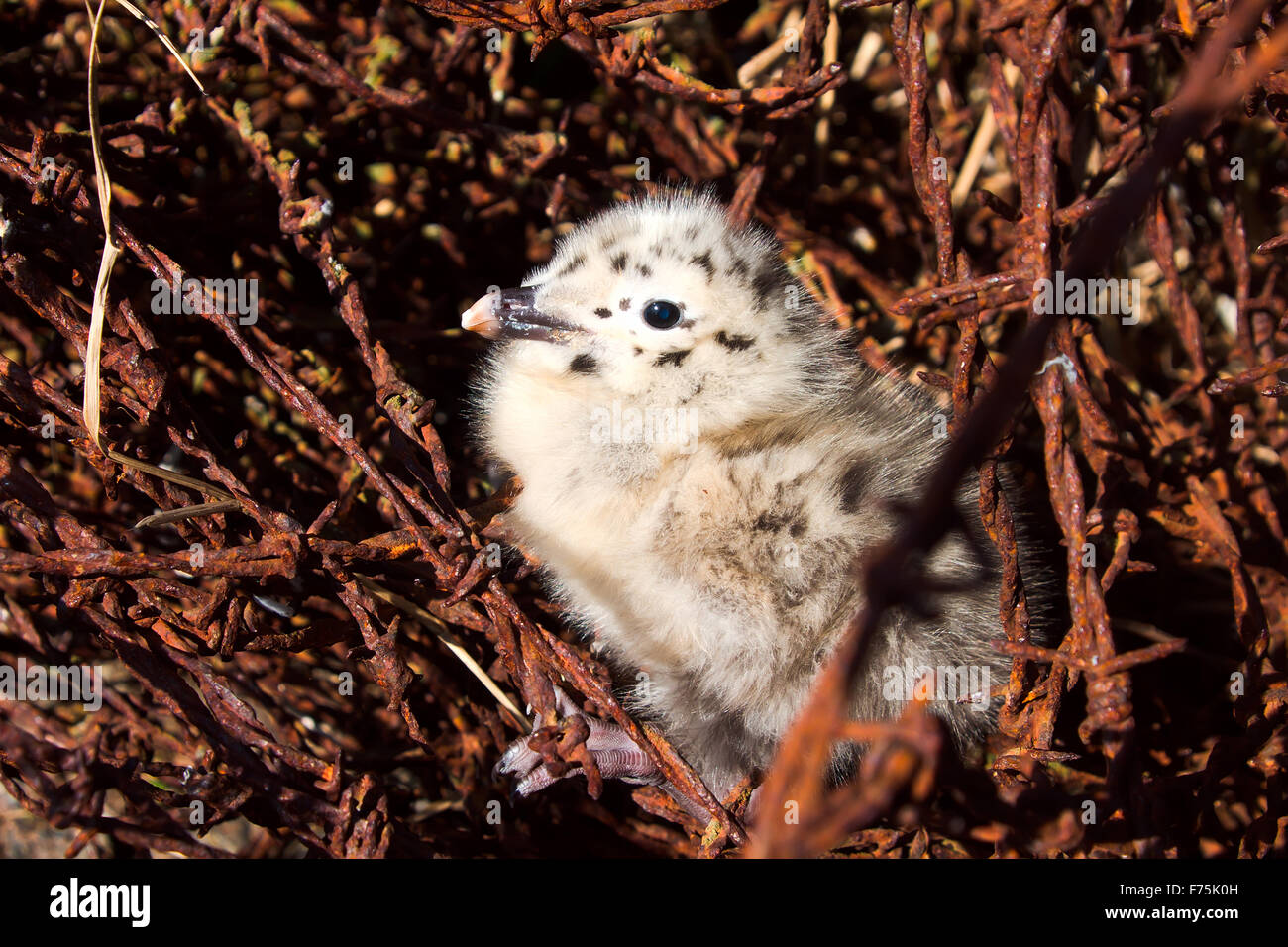 Tracce di guerra: attraente bambino uccello di un gabbiano che nasce tra un filo spinato Foto Stock