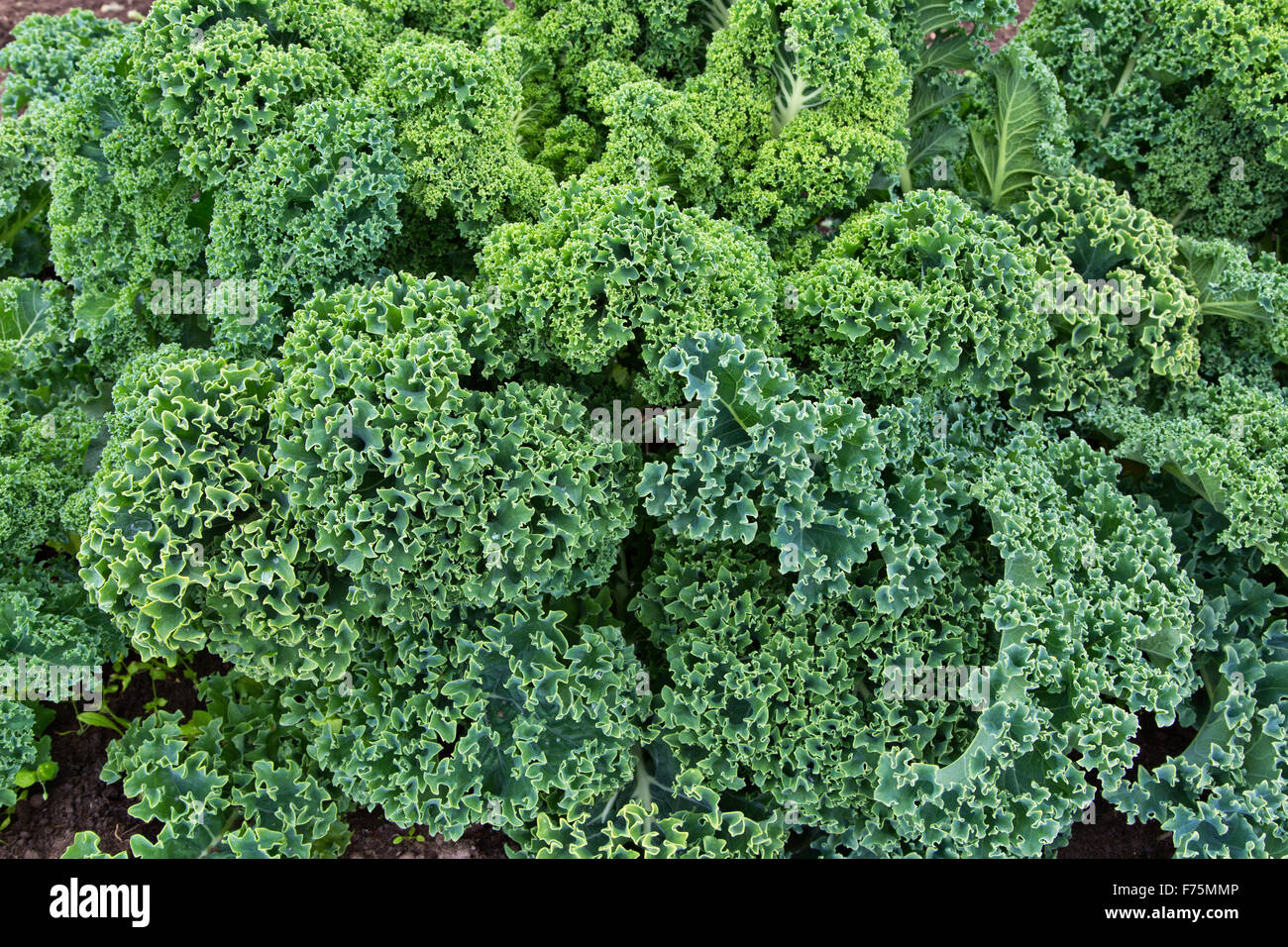 Close-up di 'verde riccio' organico di foglie di cavolo riccio in crescita. Foto Stock