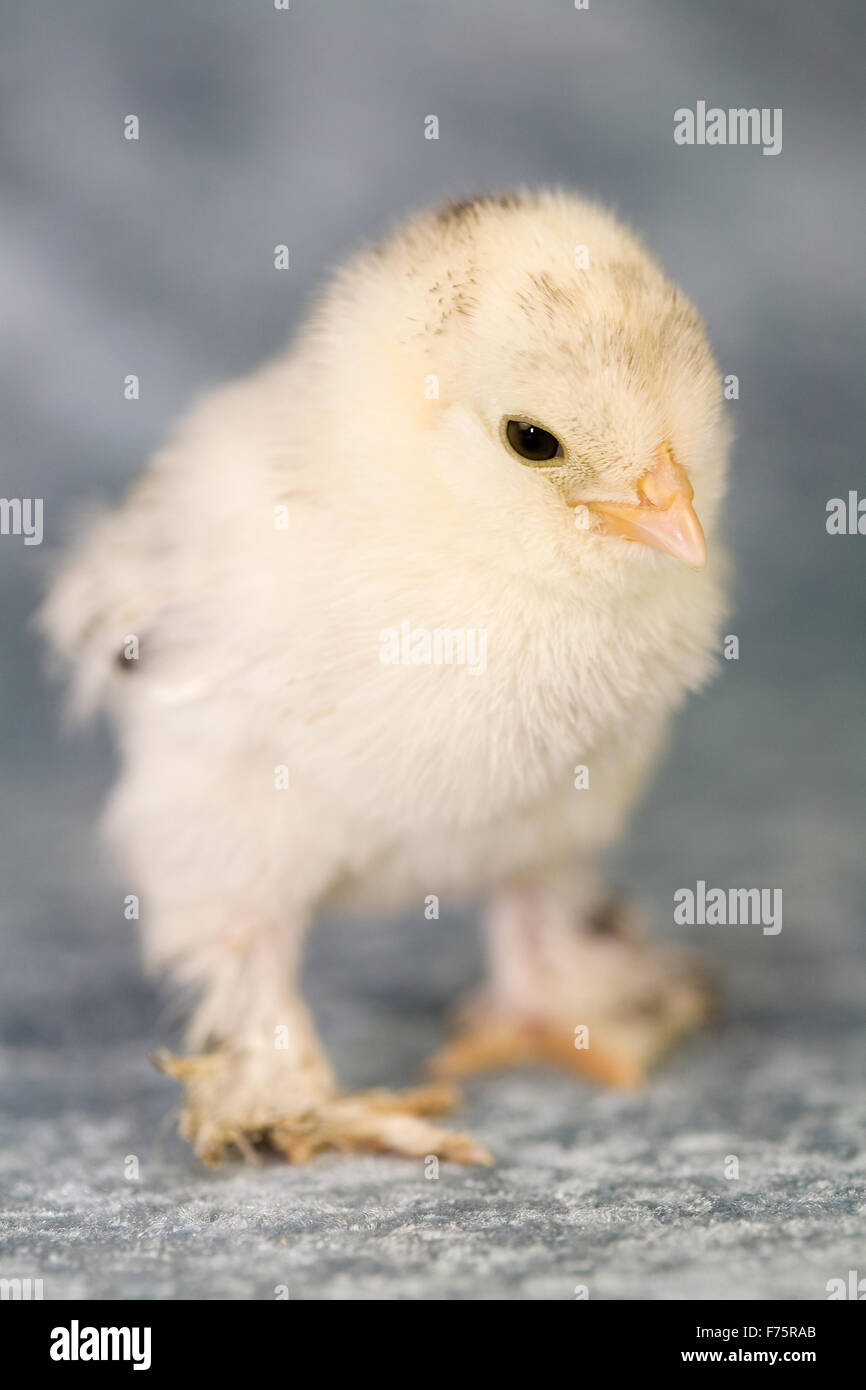 Avviato il pollo bantam Foto Stock