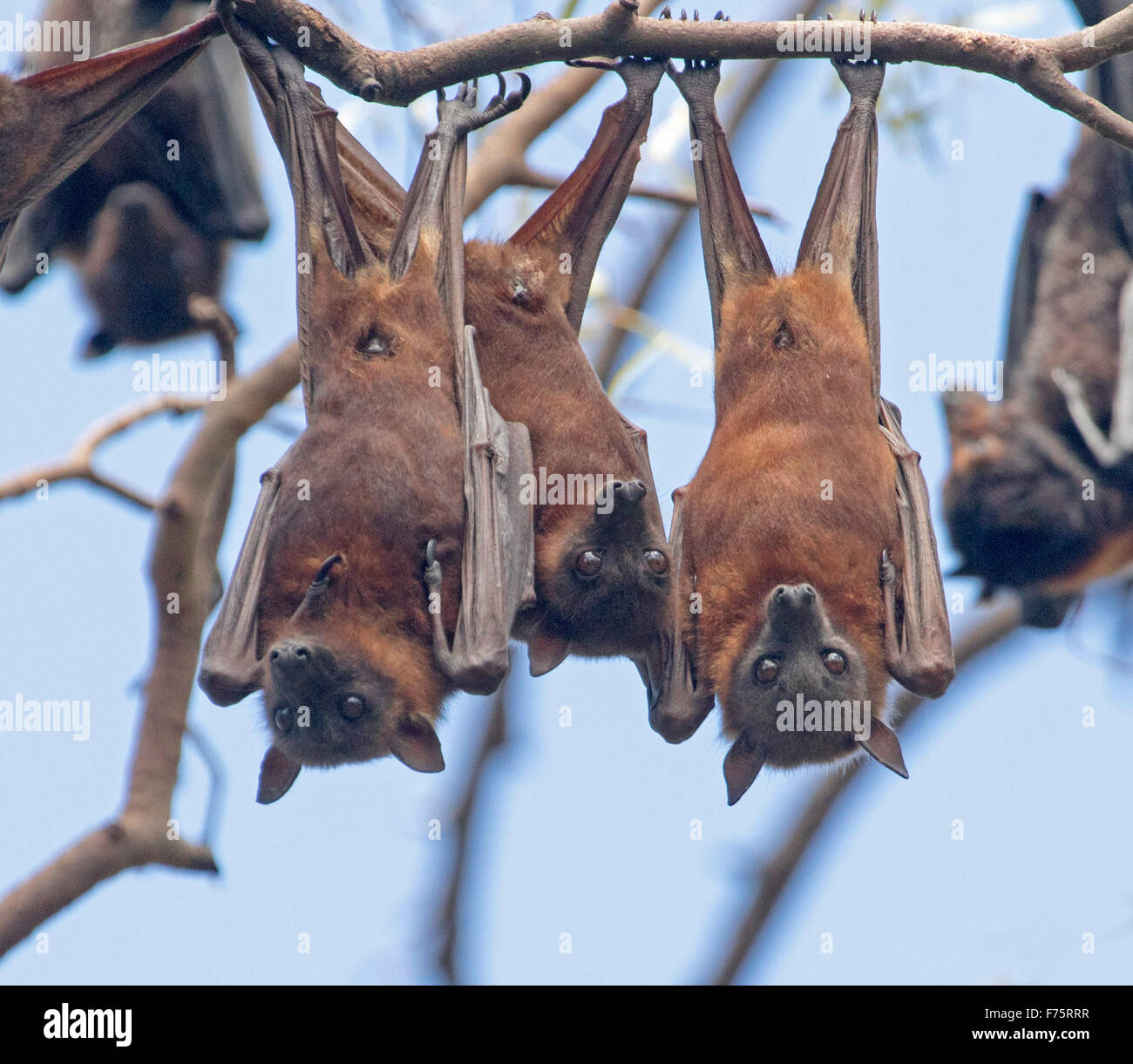 Gruppo di a testa grigia pipistrelli della frutta / volpi volanti, Pteropus poliocephalus, appeso in alberi nativi contro il cielo blu, in Australia Foto Stock