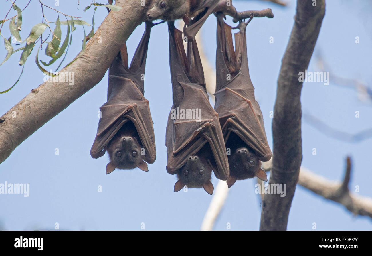 Tre Australian a testa grigia pipistrelli della frutta / volpi volanti, Pteropus poliocephalus appesi in alberi, ali ripiegate contro il cielo blu Foto Stock