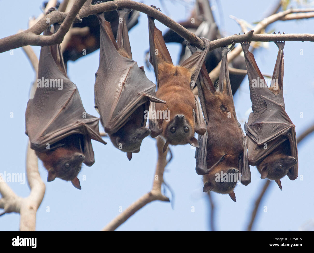 Gruppo di a testa grigia pipistrelli della frutta / volpi volanti, Pteropus poliocephalus, appeso in alberi nativi contro il cielo blu, in Australia Foto Stock