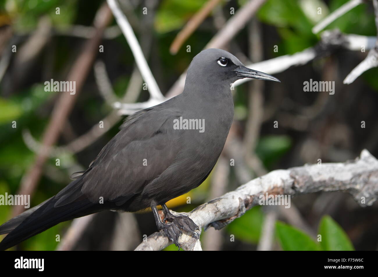 Gabbiano di lava (Leucophaeus fuliginosus), una specie endemica di le isole Galapagos e considerato il gabbiano più rari nel mondo. Foto Stock