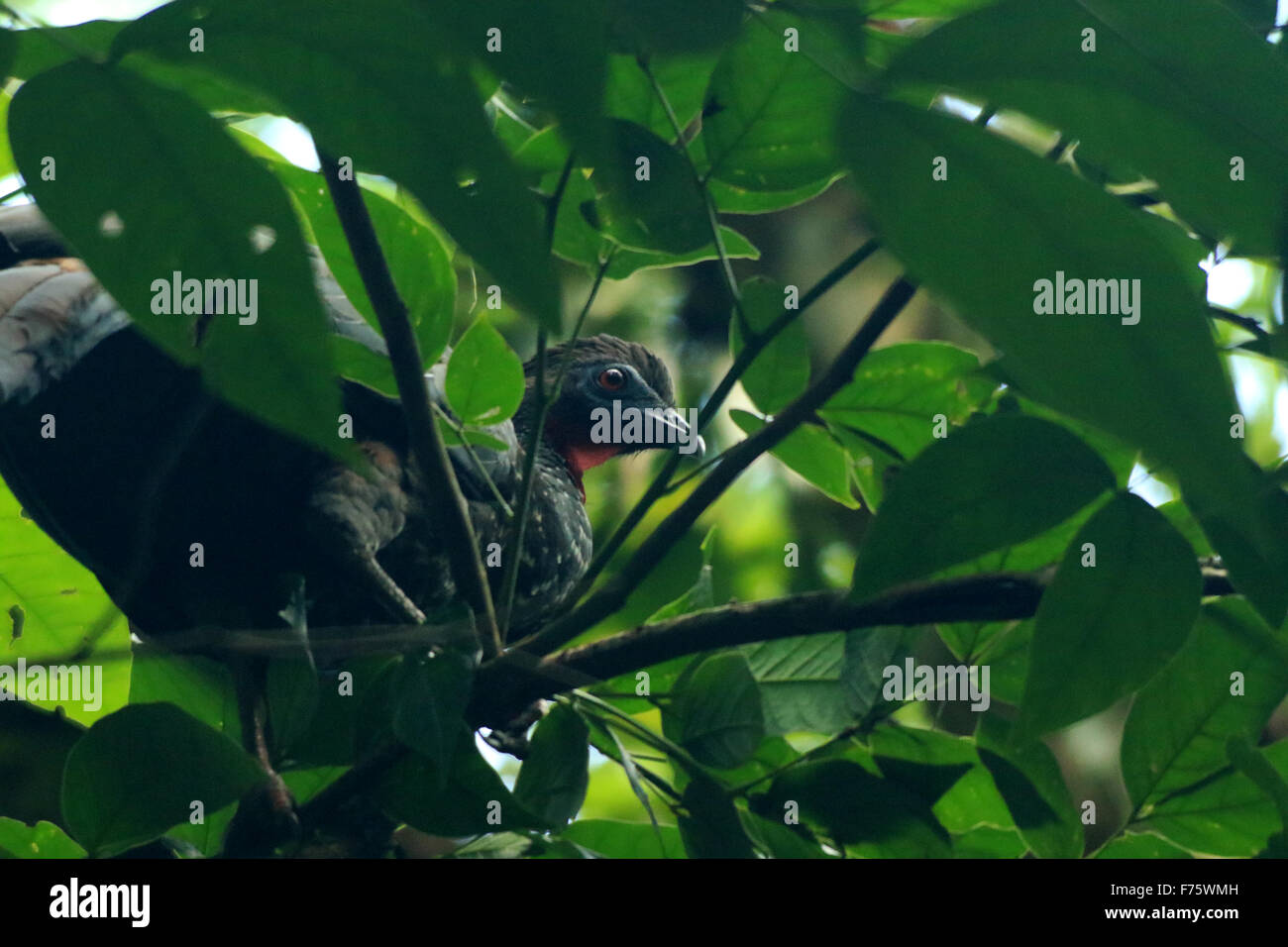 Grande nero Crested Guan uccello in una struttura ad albero nella foresta pluviale di La Fortuna, Costa Rica, a Arenal Observatory Lodge Foto Stock