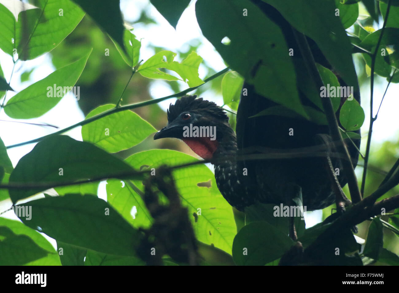 Grande nero Crested Guan uccello in una struttura ad albero nella foresta pluviale di La Fortuna, Costa Rica, a Arenal Observatory Lodge Foto Stock