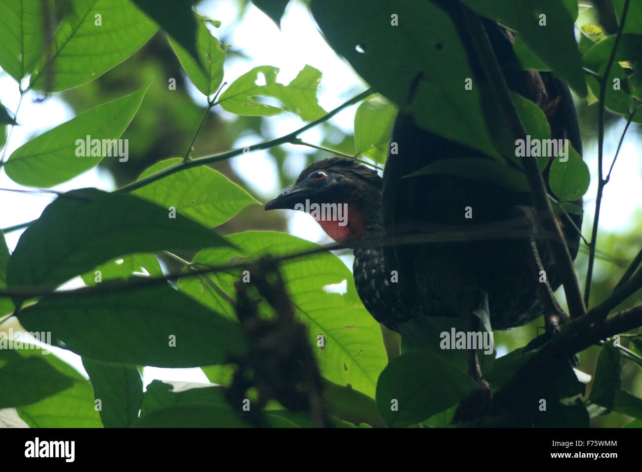 Grande nero Crested Guan uccello in una struttura ad albero nella foresta pluviale di La Fortuna, Costa Rica, a Arenal Observatory Lodge Foto Stock