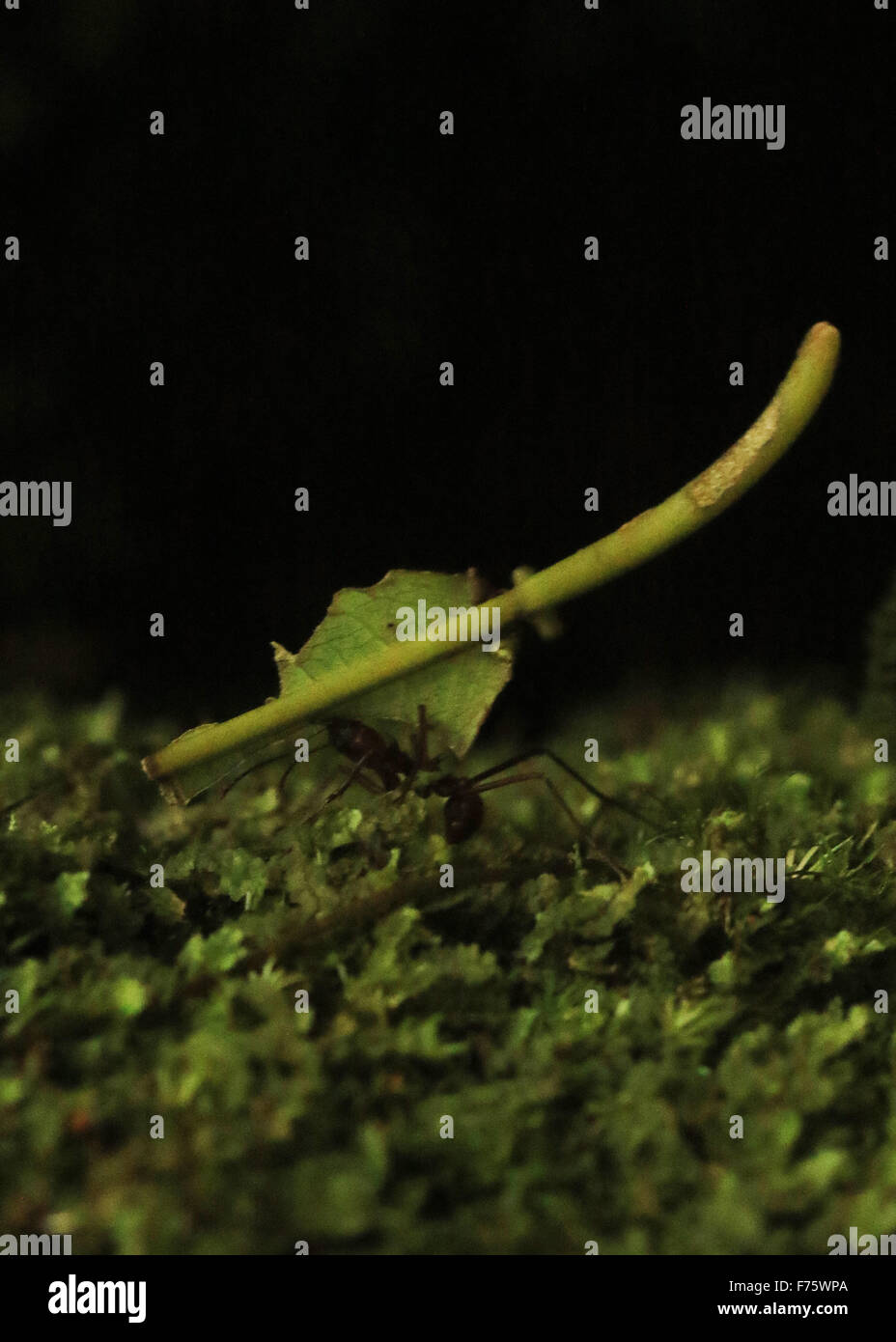 Fresa a foglia ant portando una foglia nella foresta pluviale del Costa Rica Foto Stock