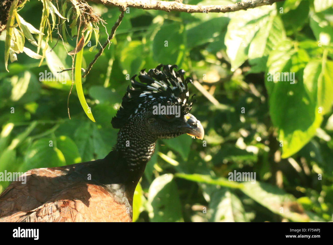 Un Hocco messicano, uno dei principali membri della famiglia Cracidae, in La Fortuna a Arenal Observatory lodge, Costa Rica Foto Stock