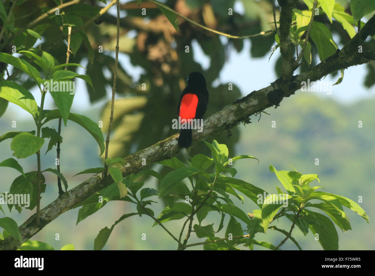 Le ciliegie Tanager, noto anche come Ramphocelus costaricensis, un uccello nero con un colore rosso brillante torna visibile in Arenal, Costa Rica Foto Stock