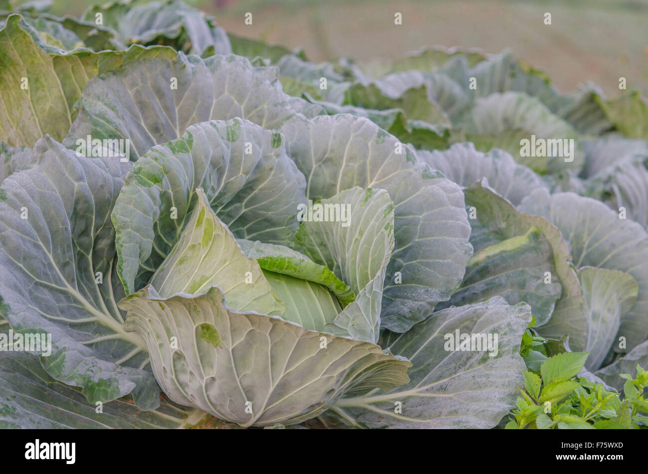 Close-up di cavolo fresco nel giardino vegetale Foto Stock
