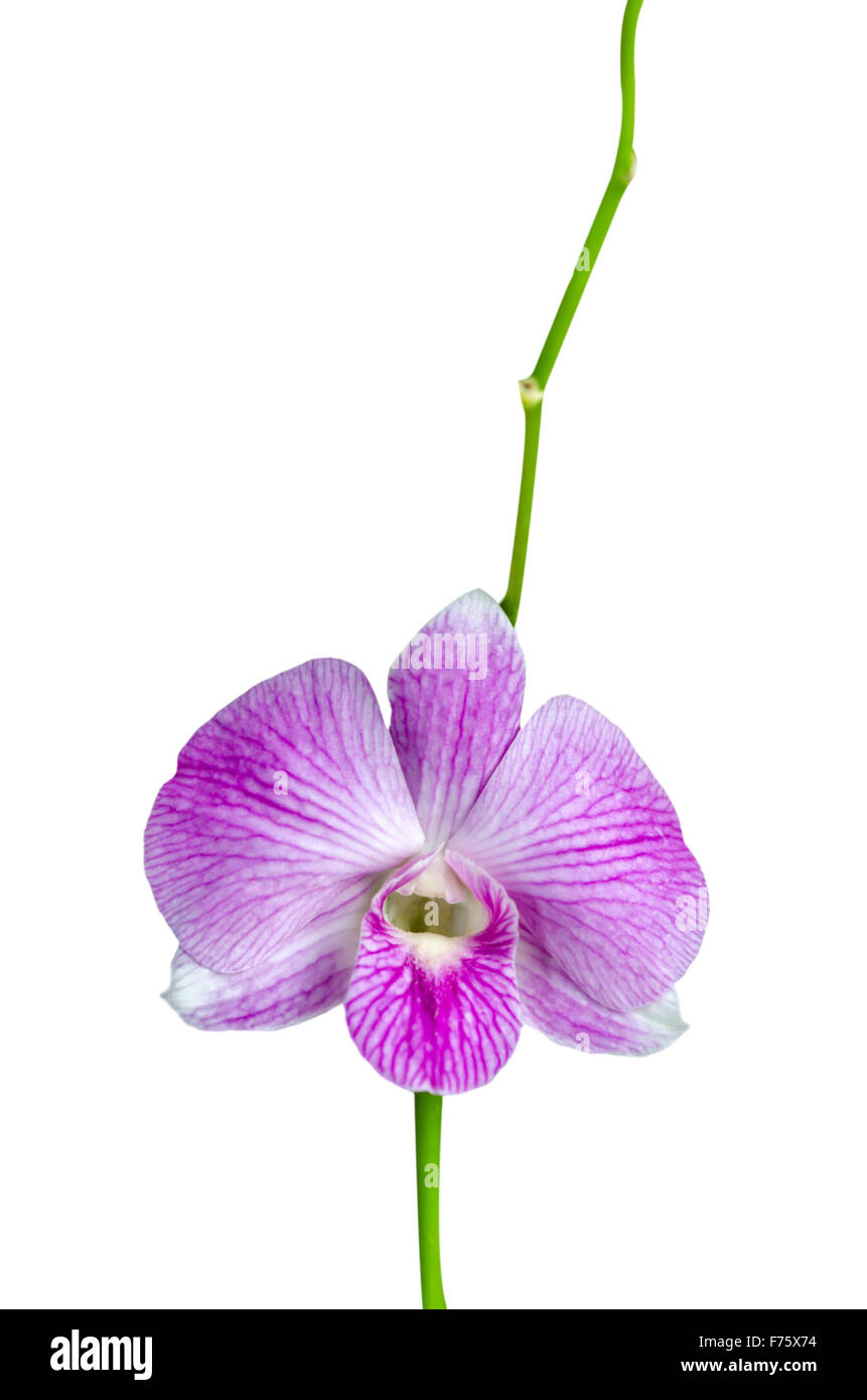 Rosa striato di fiori di orchidea, isolato Foto Stock