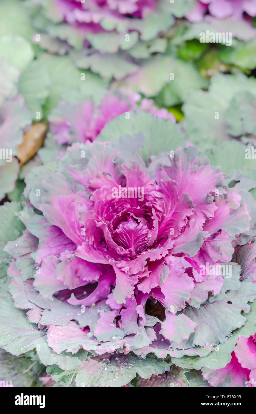 Close up cavolo decorativi ( Brassica oleracea var. acephala ) Foto Stock