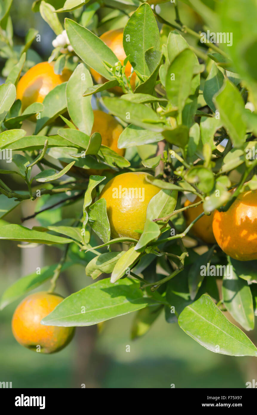 Il ramo arancio frutti con foglie verdi in giardino Foto Stock