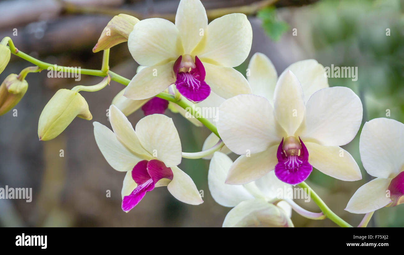 Bianco con orchidea viola fiore nel giardino verde Foto Stock