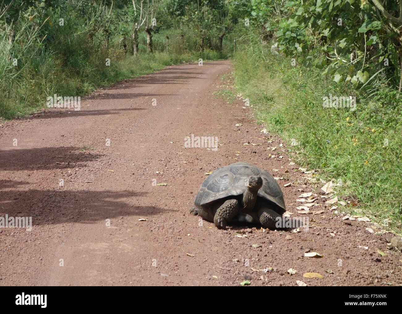 Una gigantesca tartaruga Galapagos si fa strada lungo un percorso in isole Galapagos Foto Stock