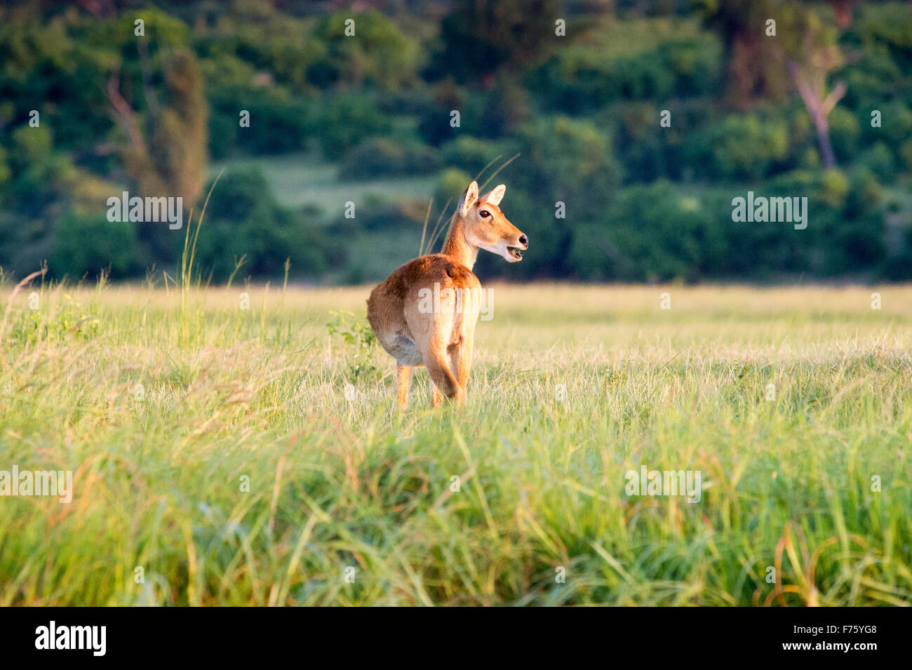 Kasane Botswana - Chobe National Park Red Lechwe (Kobus leche) Foto Stock