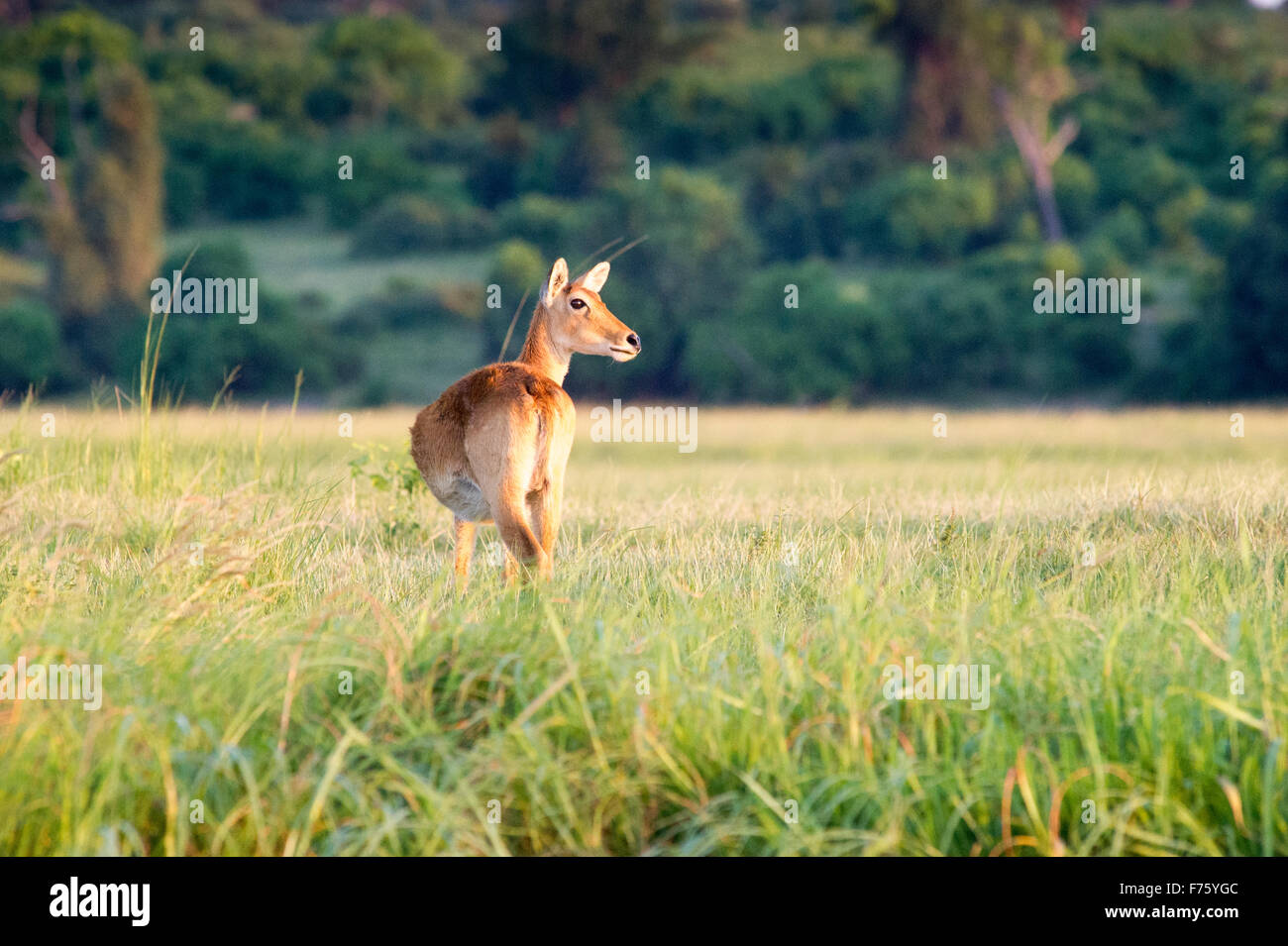 Kasane Botswana - Chobe National Park Red Lechwe (Kobus leche) Foto Stock