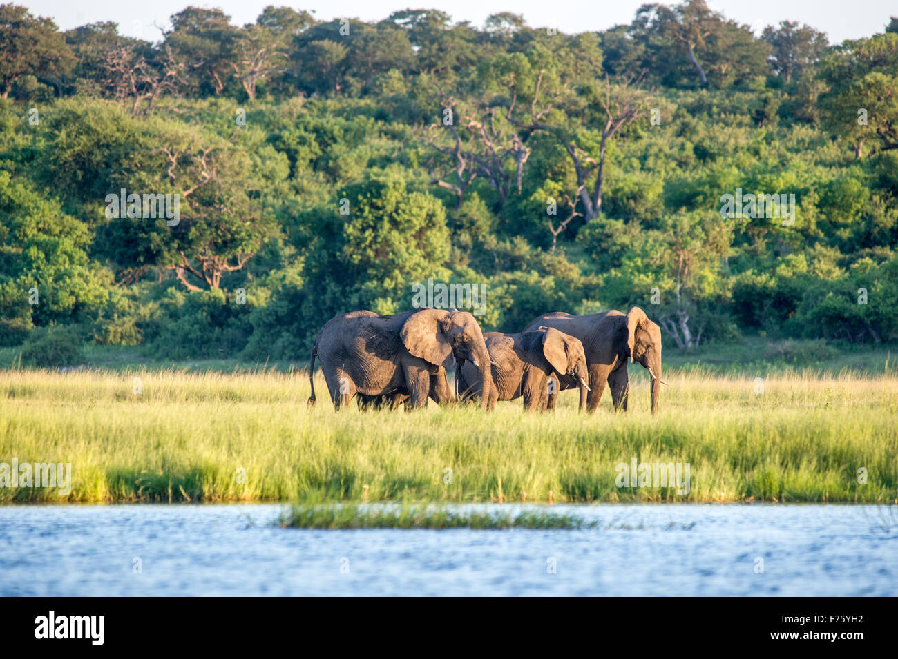 Kasane Botswana - Chobe National Park l'elefante africano (Loxodonta) Foto Stock