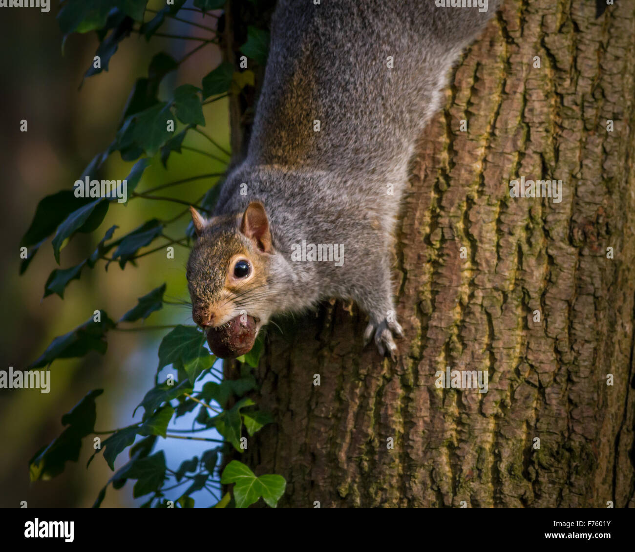 Scoiattolo grigio messa in pausa per un momento con un conker nella sua bocca Foto Stock